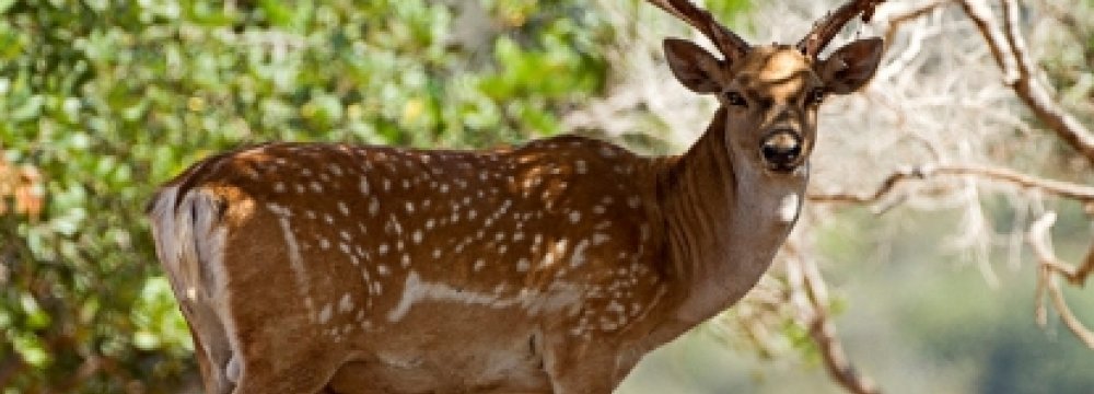 DOE Plans to Protect Endangered Animals