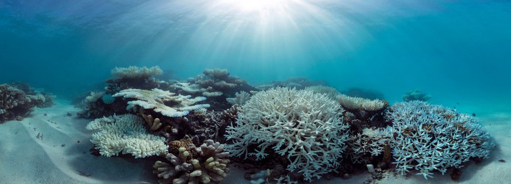 Great Barrier Reef Suffers 2nd Year of Mass Bleaching