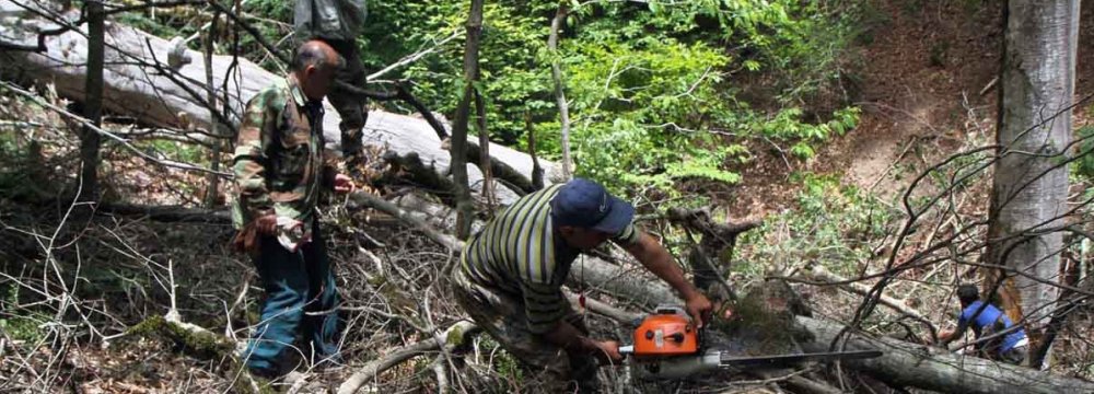 Gov&#039;t to Revoke  15 Logging Licenses