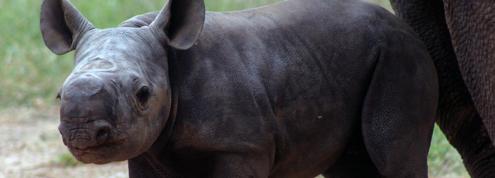 Australian Zoo Welcomes Rare Baby Rhinoceros