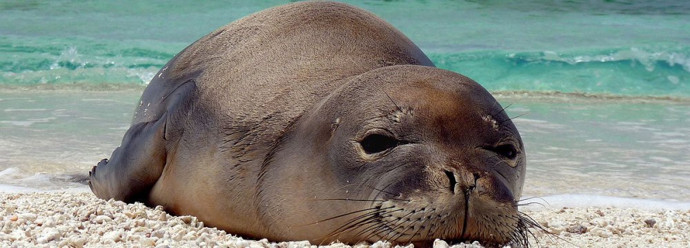 The Caspian Seal has been given a conservation status of "endangered" by the International Union for Conservation of Nature. 