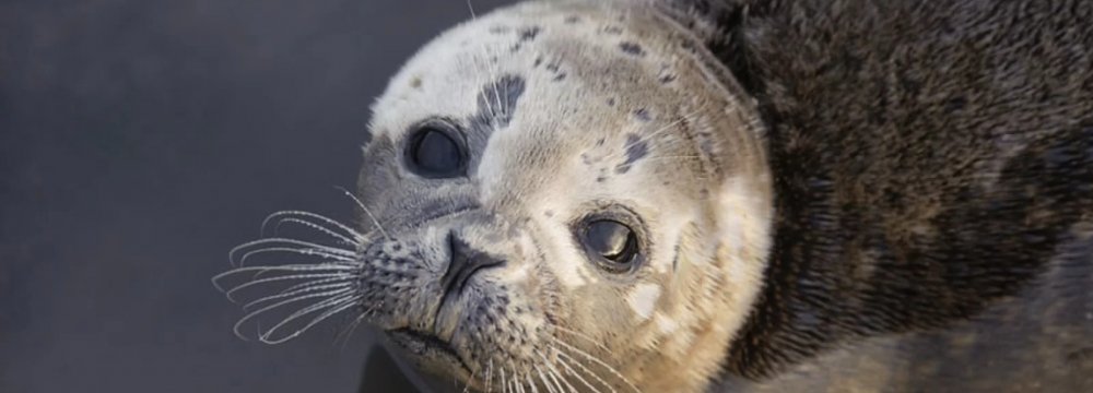 Survival of Caspian Seals in Doubt