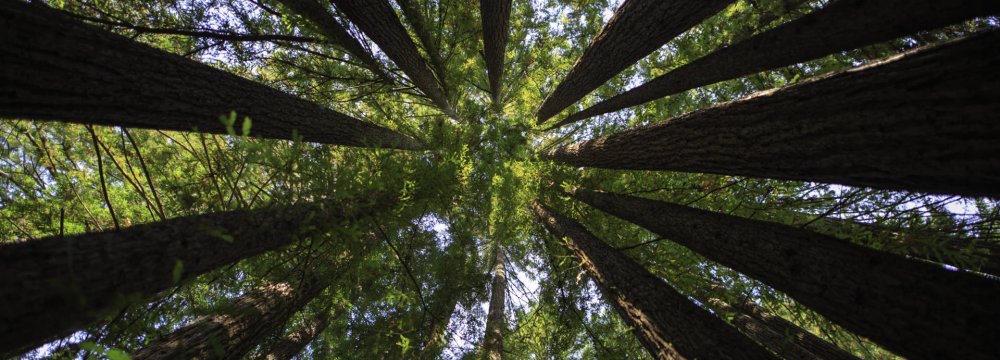 Landmark Deal to Preserve Precious Sequoia Grove