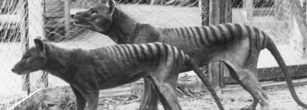 Sightings Raise Hope for Tasmanian Tiger Comeback