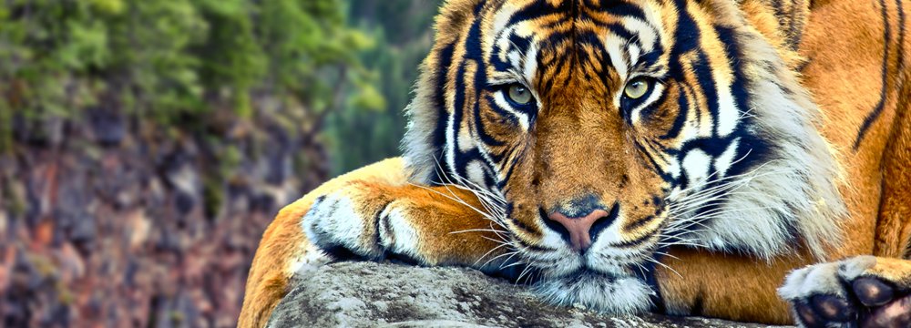 More than one in four people underestimate the dangers facing tiger populations.