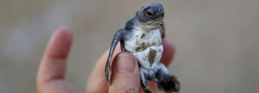 Conservation Efforts Pay Off for Turtles