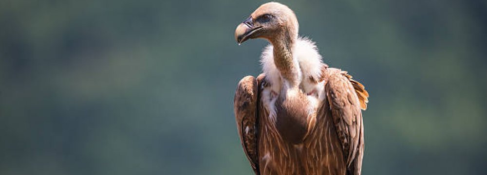 India&#039;s Vulture Numbers Down From Millions to Thousands in Two Decades 