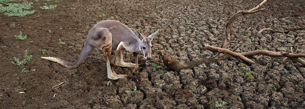 Australia Drought Could Cost $12 Billion