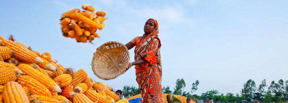 Bangla Food Security in Danger