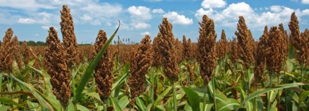 China Launches Probe Into Us Sorghum Dumping Financial Tribune