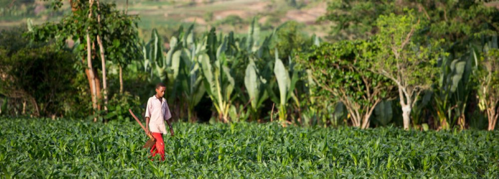 Ethiopia Growth Estimated at 7.3%