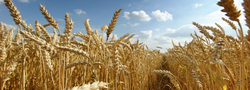 FAO Reports Record Cereal Production 