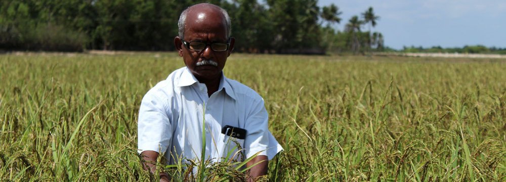 Heatwave to Impact Global Crop Yields