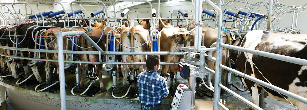 A recovery in dairy prices is revitalizing a moribund rural sector.