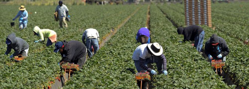 Undocumented workers are heavily concentrated in sectors such as agriculture, construction and hospitality.