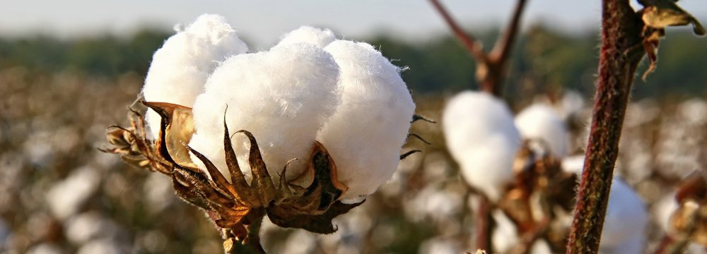 22K Tons of Cotton Imported in 4 Months