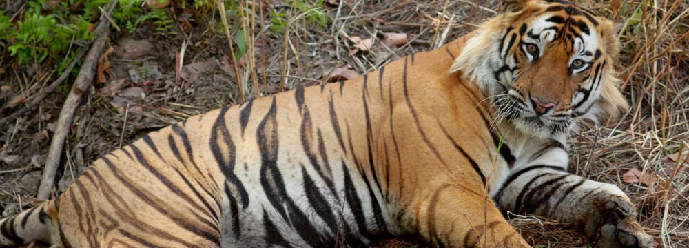 India’s Oldest Captive Tiger Dies