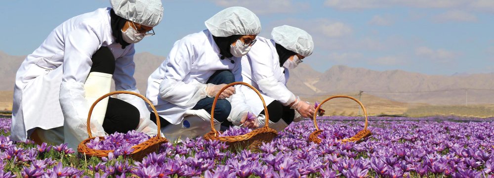 Saffron Exports Earn $65m in Six Months