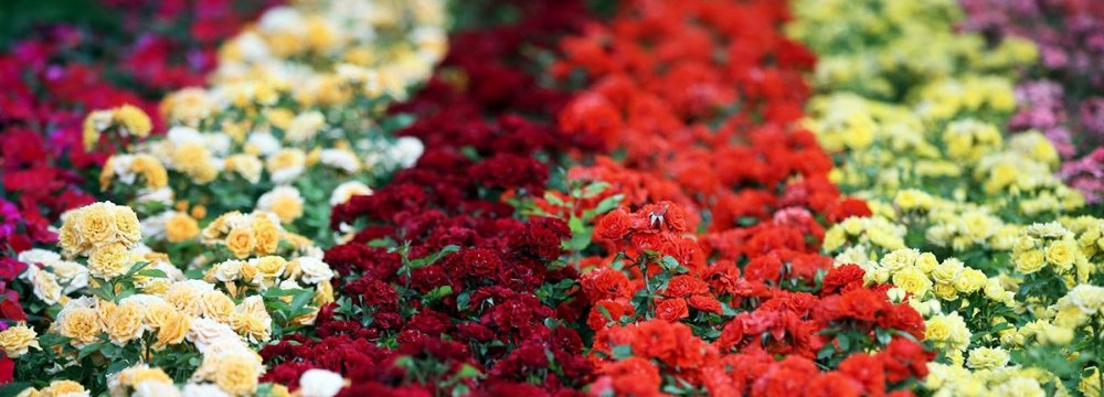 Iran exports about 7,000 tons of flowers, ornamental plants and herbal medicines annually.