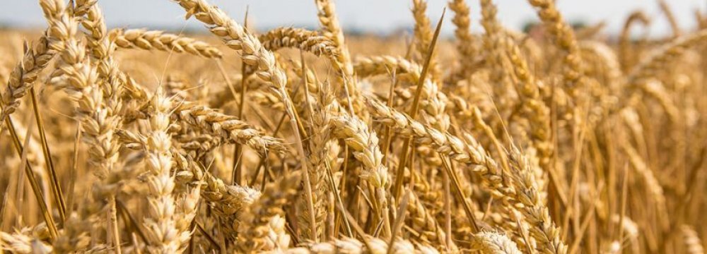 Iran Becomes Leading Grain Importer From Russia