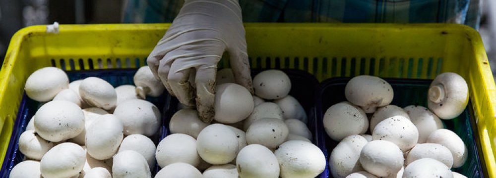 Iran’s Daily Mushroom Exports Hit 20 Tons