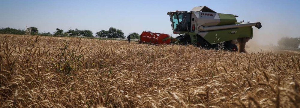 Barley Production Expected to Rise