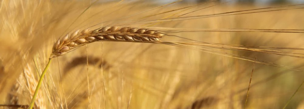 Need to Import 5m Tons of Wheat in Fiscal 2021-22