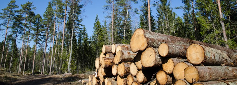 Between 3.5 million and 4 million cubic meters of timber are used by the locals for fuel every year.