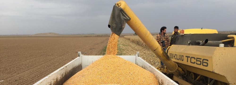 Iran to Buy Wheat for Flour Exports