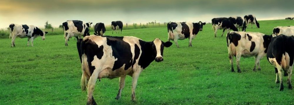 Dairy Cattle Exports to 4 Countries