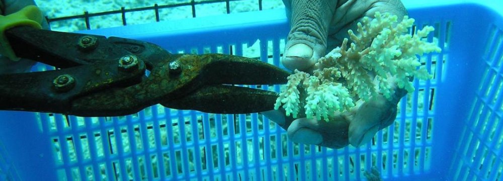 Coral Aquaculture in Hengam