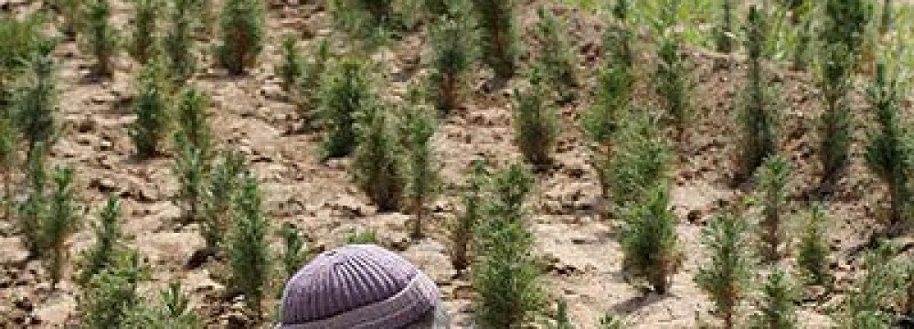 Planting Trees to Weather Dust Storms