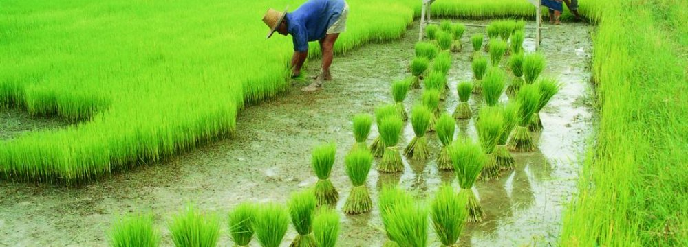 CBI Supports Agriculture Sector 