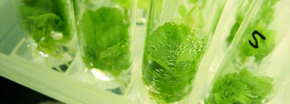 Micropropagation: From Laboratory to Market 