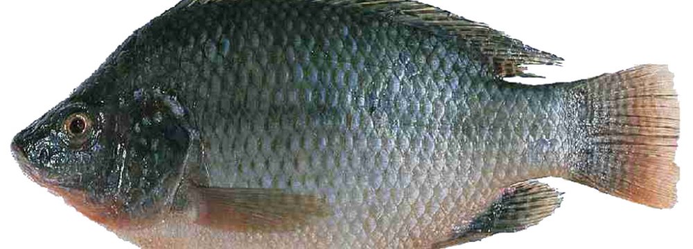 Tilapia Fish Endangers  Other Species 