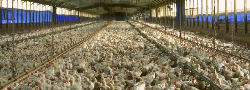 Chicken Exports Drop Due to Bird Flu