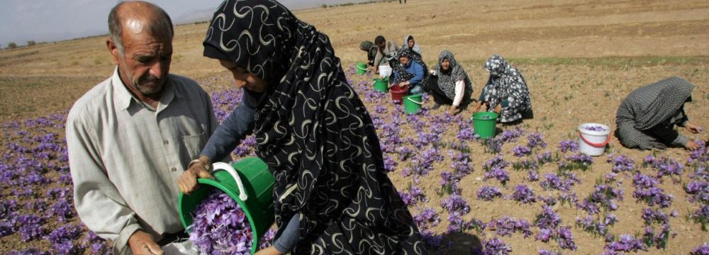 Saffron Sector Thrives on Cheap Women Labor | Financial Tribune