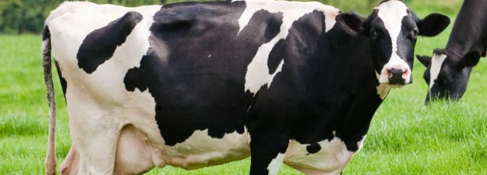 Dairy Cattle Sold to Neighbors