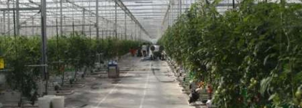 Greenhouse Built in Southern Iran