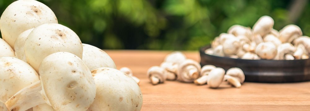 Mushroom Exports Earned $8.8m Last Year