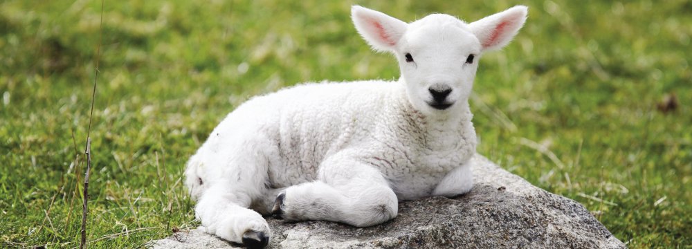 Armenia’s Lamb Sales to Iran Increase