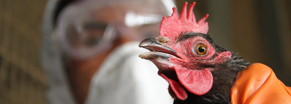 Bird Flu in More Provinces