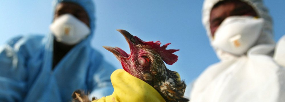 Funds to Fight Avian Flu