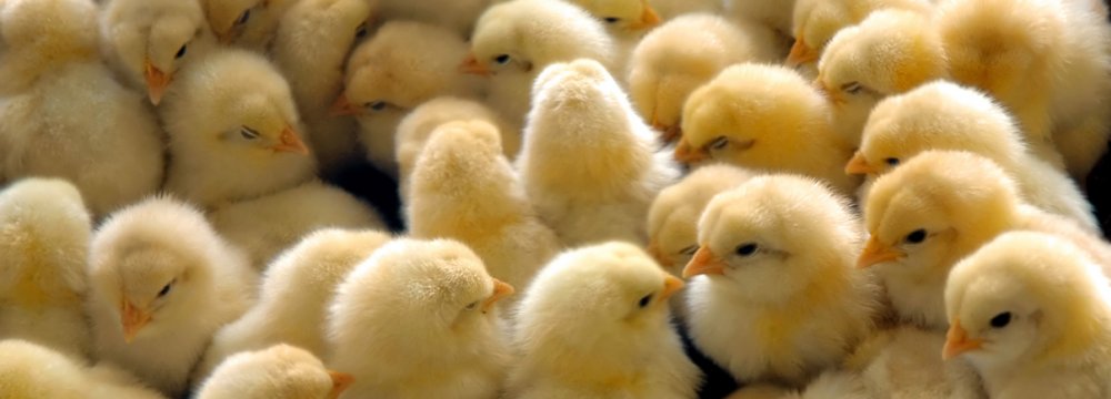 IVO Issues Biosafety Directive on Bird Flu