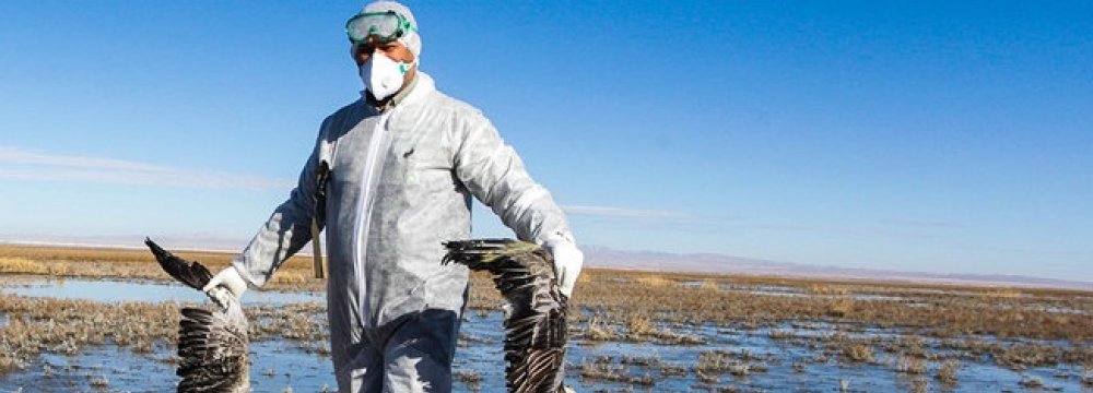 More Birds Die of Avian Flu