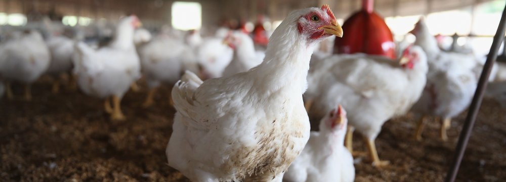 Japan Bird Flu Outbreak Fuels Asia Fears 