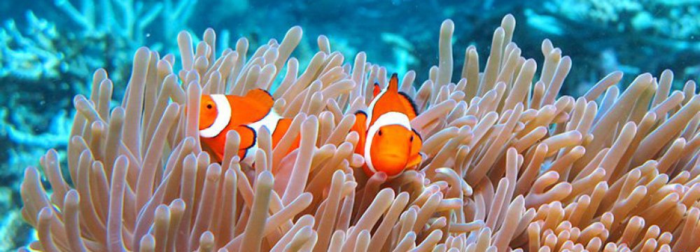 Largest Coral Die-Off in Barrier Reef