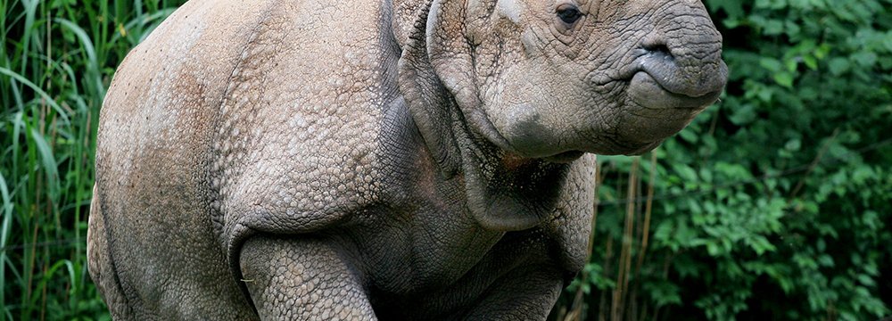 7 Officers Suspended Over India Rhino Killing