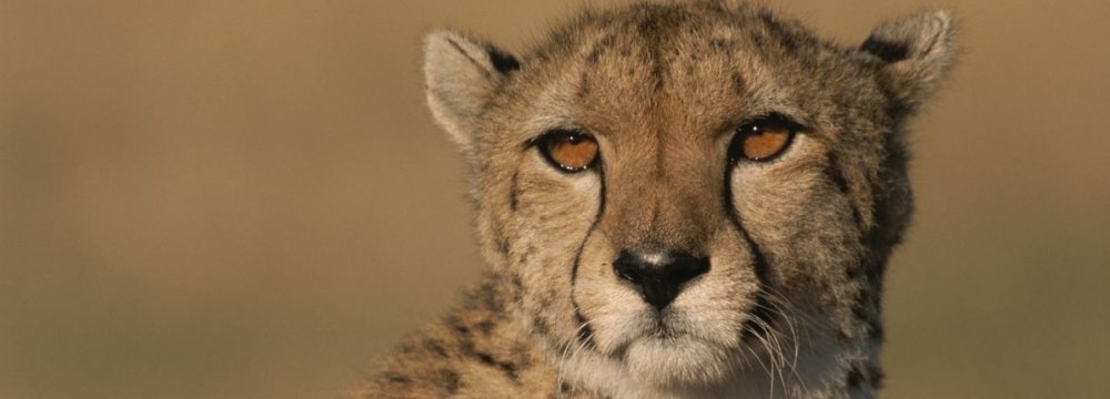 Cheetah Nearer to Extinction Than Previously Thought