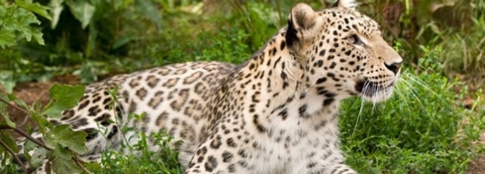 Leopard Deaths Declining